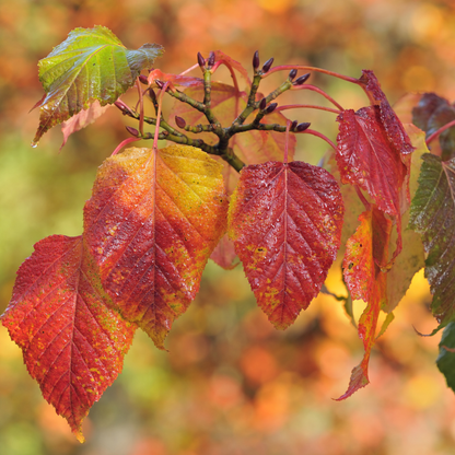 Red Snakebark Maple Tree Seeds | Snakebark Maple | (Acer capillipes)