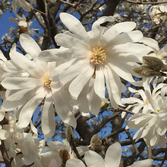 Star Magnolia Tree Seeds | (Magnolia stellata)