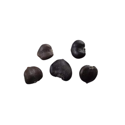 Star Magnolia Tree Seeds | (Magnolia stellata)