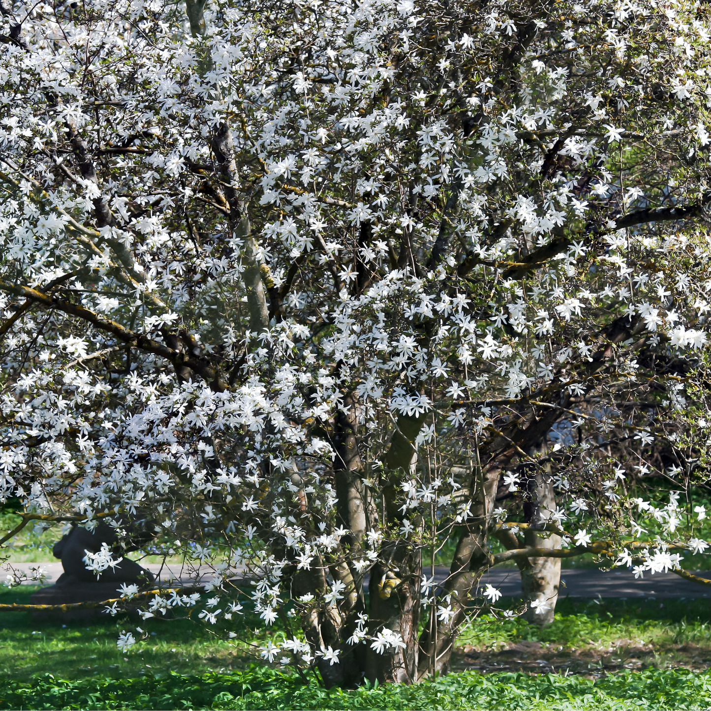 Star Magnolia Tree Seeds | (Magnolia stellata)