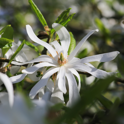 Star Magnolia Tree Seeds | (Magnolia stellata)