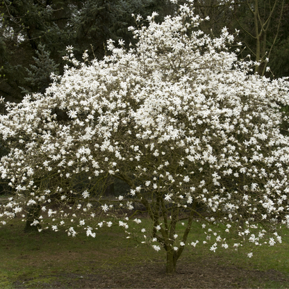 Star Magnolia Tree Seeds | (Magnolia stellata)