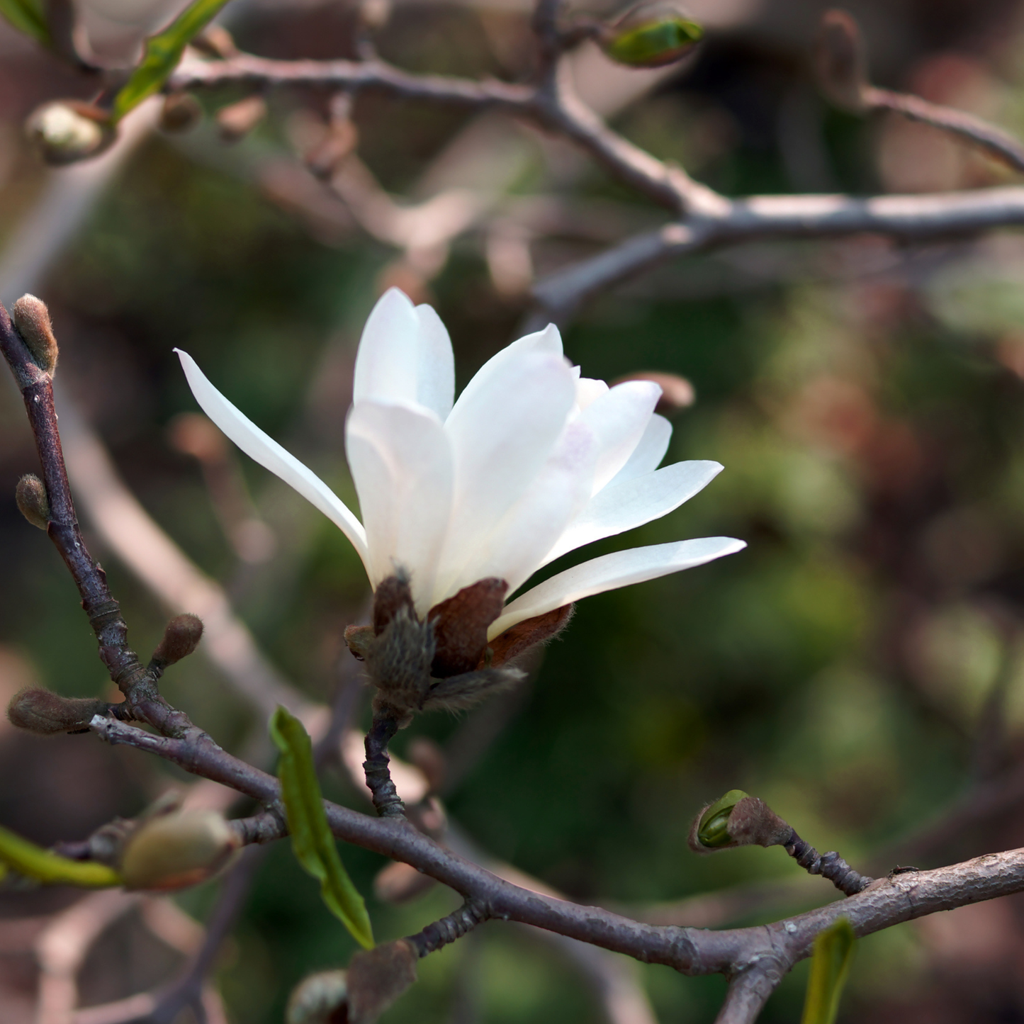 Star Magnolia Tree Seeds | (Magnolia stellata)