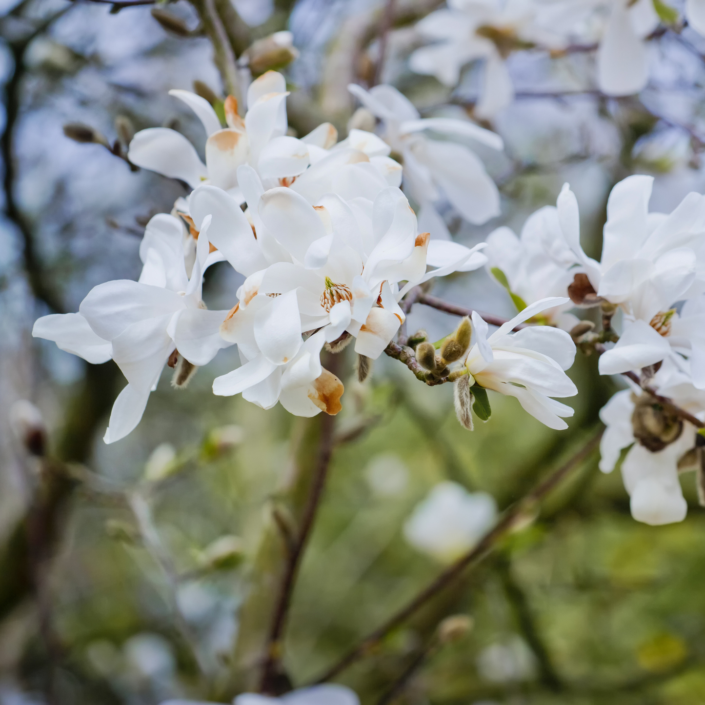 Star Magnolia Tree Seeds | (Magnolia stellata)