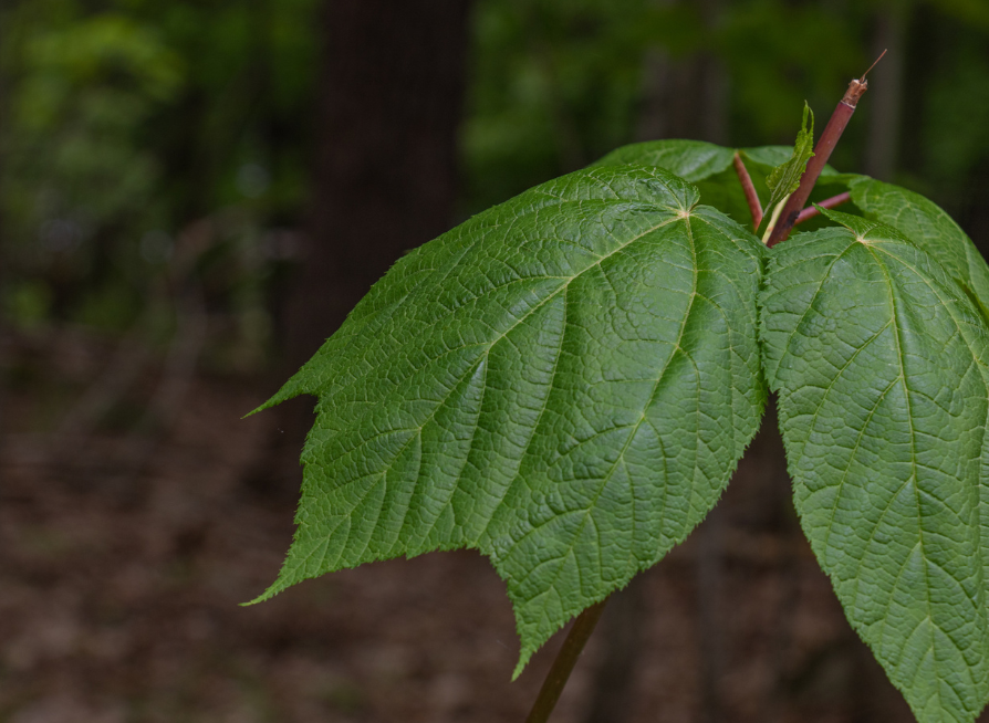 Striped Maple Tree Seeds | Moose Maple | (Acer pensylvanicum)