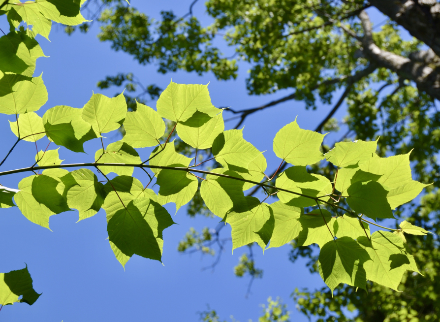Striped Maple Tree Seeds | Moose Maple | (Acer pensylvanicum)