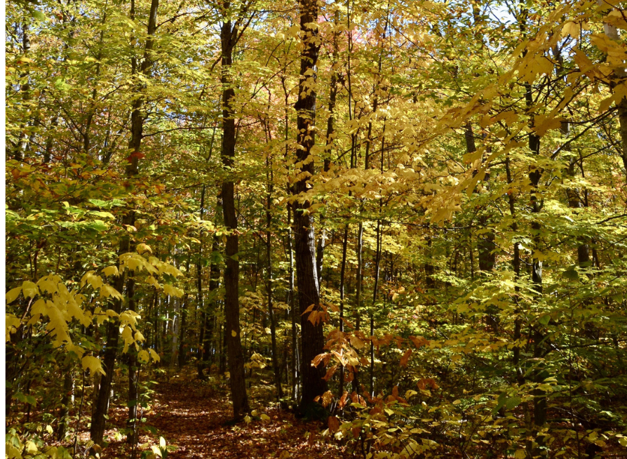 Striped Maple Tree Seeds | Moose Maple | (Acer pensylvanicum)