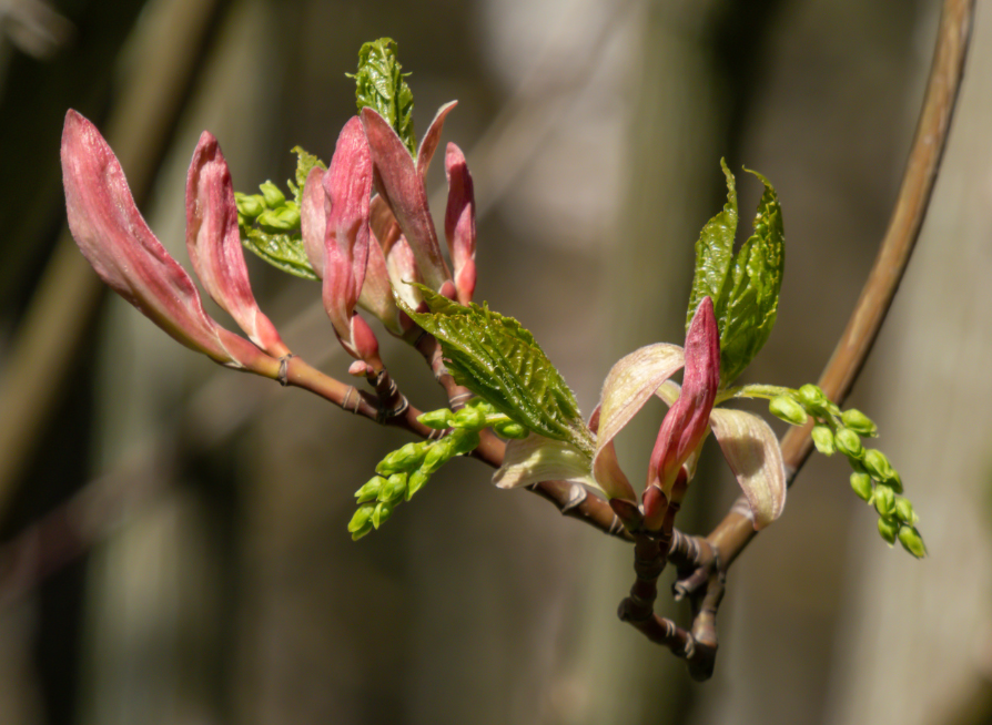 Striped Maple Tree Seeds | Moose Maple | (Acer pensylvanicum)