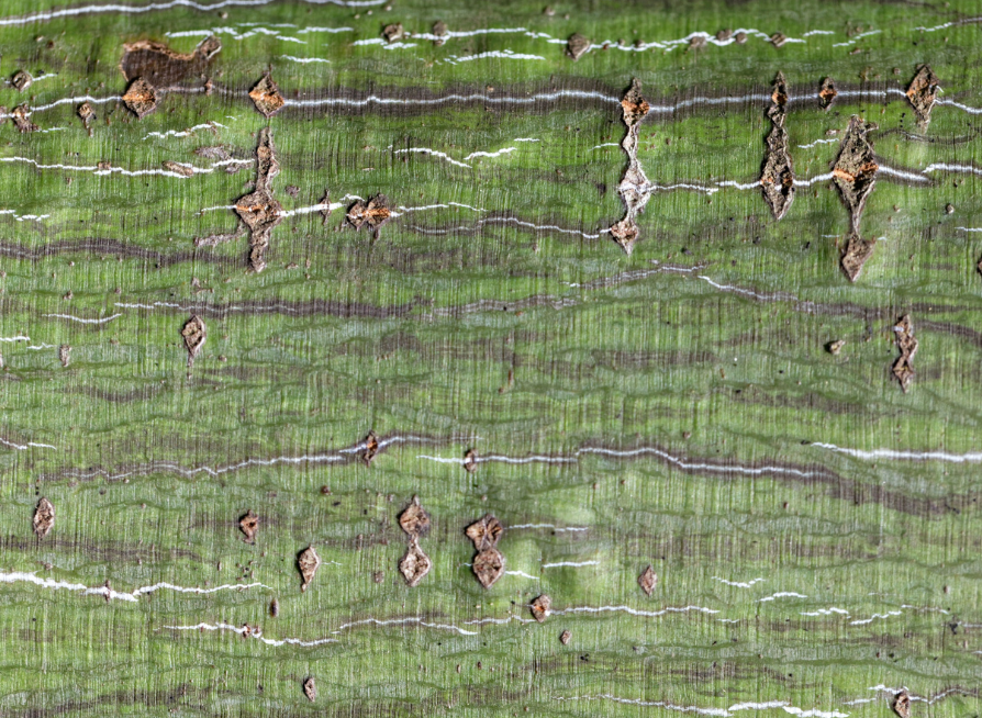 Striped Maple Tree Seeds | Moose Maple | (Acer pensylvanicum)