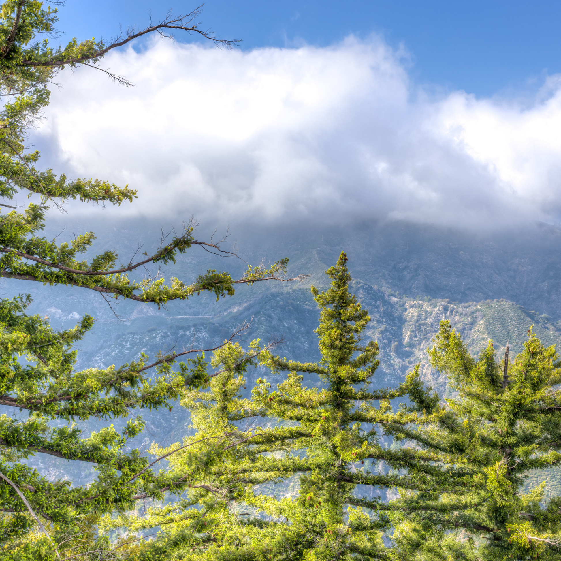 Tall green Sugar Pines trees with a mountain range and blue sky in the background