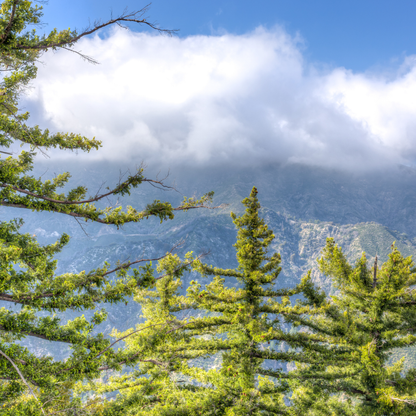 Tall green Sugar Pines trees with a mountain range and blue sky in the background