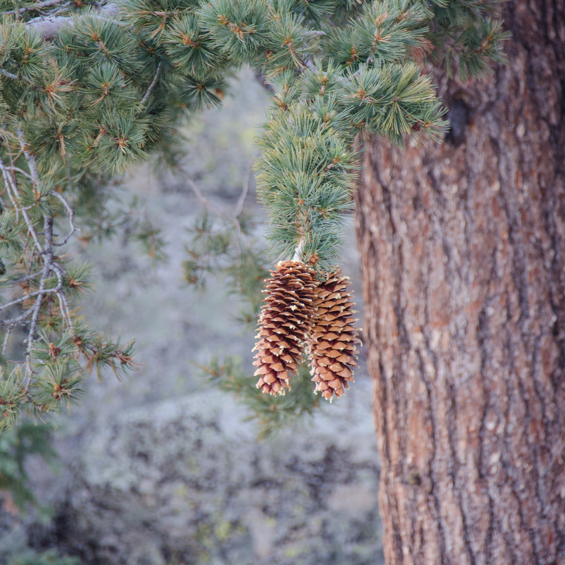 Two Sugar pine cones hanging from a tree branch with a blurred forest background