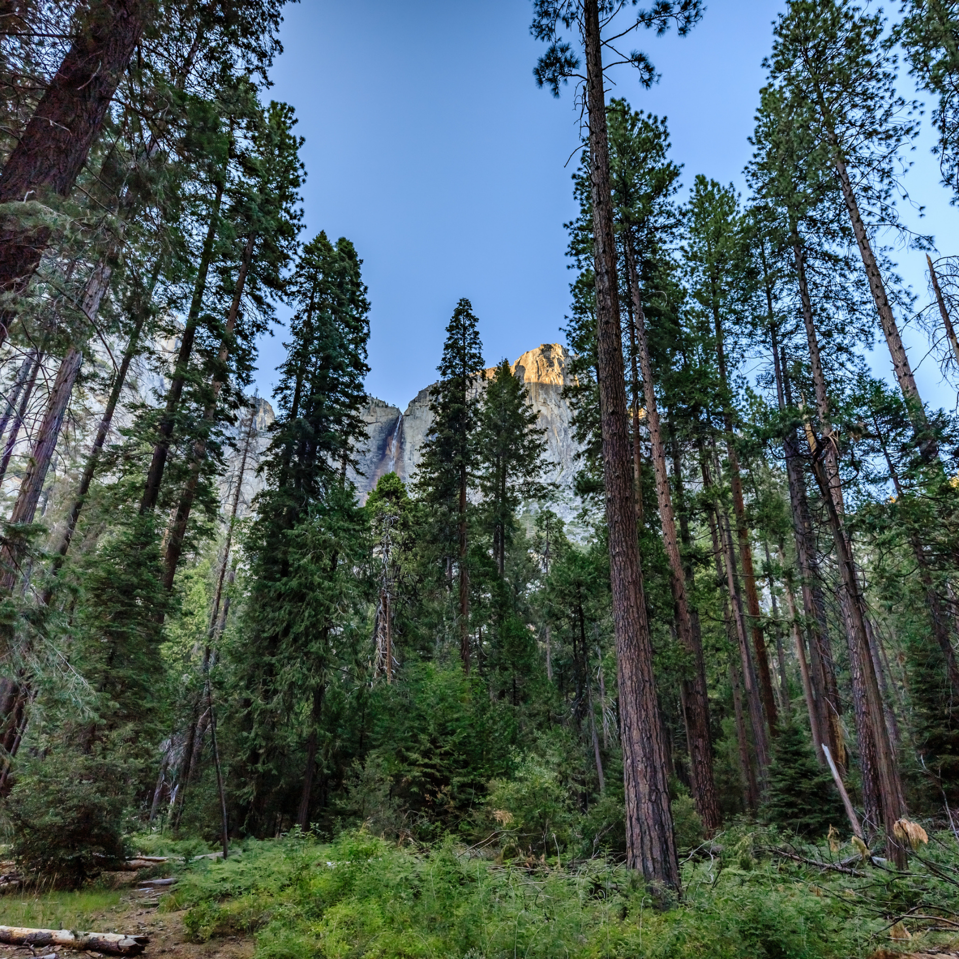 Tall Sugar Pine trees in a forest with a mountain in the background