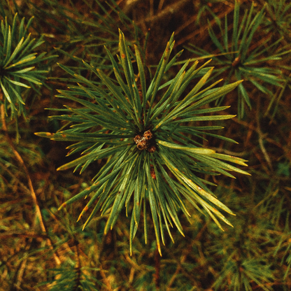 Austrian Pine Tree Seeds – (Pinus nigra)