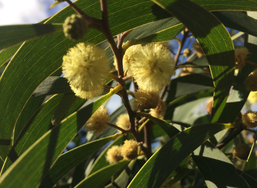 Taiwan Acacia Tree Seeds | Small Philippine Acacia | (Acacia confusa)