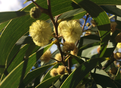 Taiwan Acacia Tree Seeds | Small Philippine Acacia | (Acacia confusa)