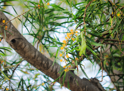 Taiwan Acacia Tree Seeds | Small Philippine Acacia | (Acacia confusa)