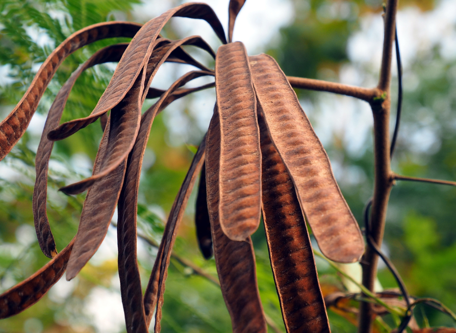 Taiwan Acacia Tree Seeds | Small Philippine Acacia | (Acacia confusa)