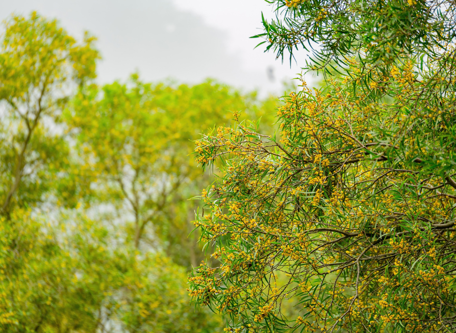 Taiwan Acacia Tree Seeds | Small Philippine Acacia | (Acacia confusa)