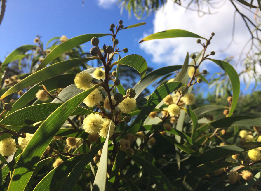 Taiwan Acacia Tree Seeds | Small Philippine Acacia | (Acacia confusa)