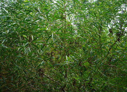 Taiwan Acacia Tree Seeds | Small Philippine Acacia | (Acacia confusa)
