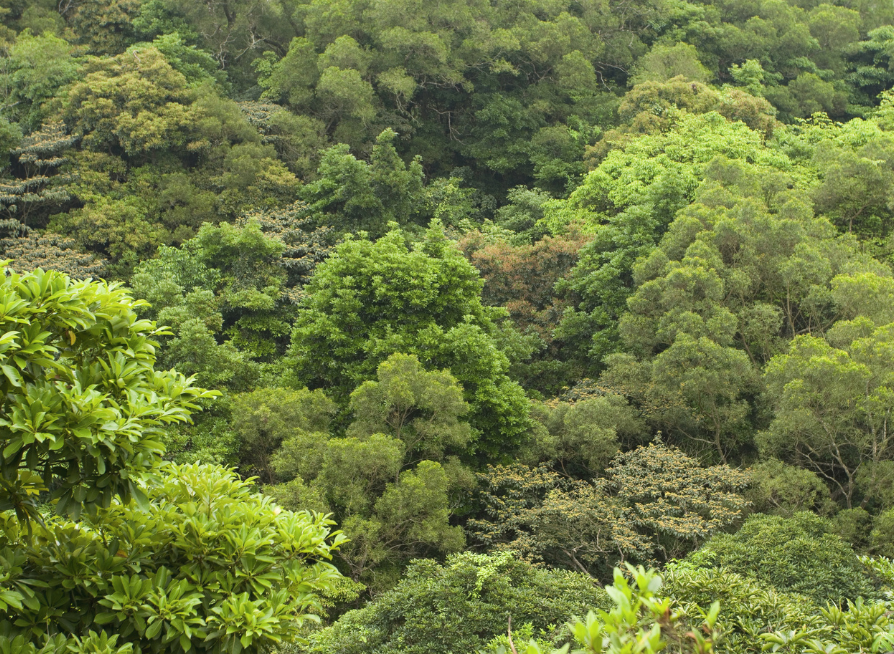 Taiwan Acacia Tree Seeds | Small Philippine Acacia | (Acacia confusa)
