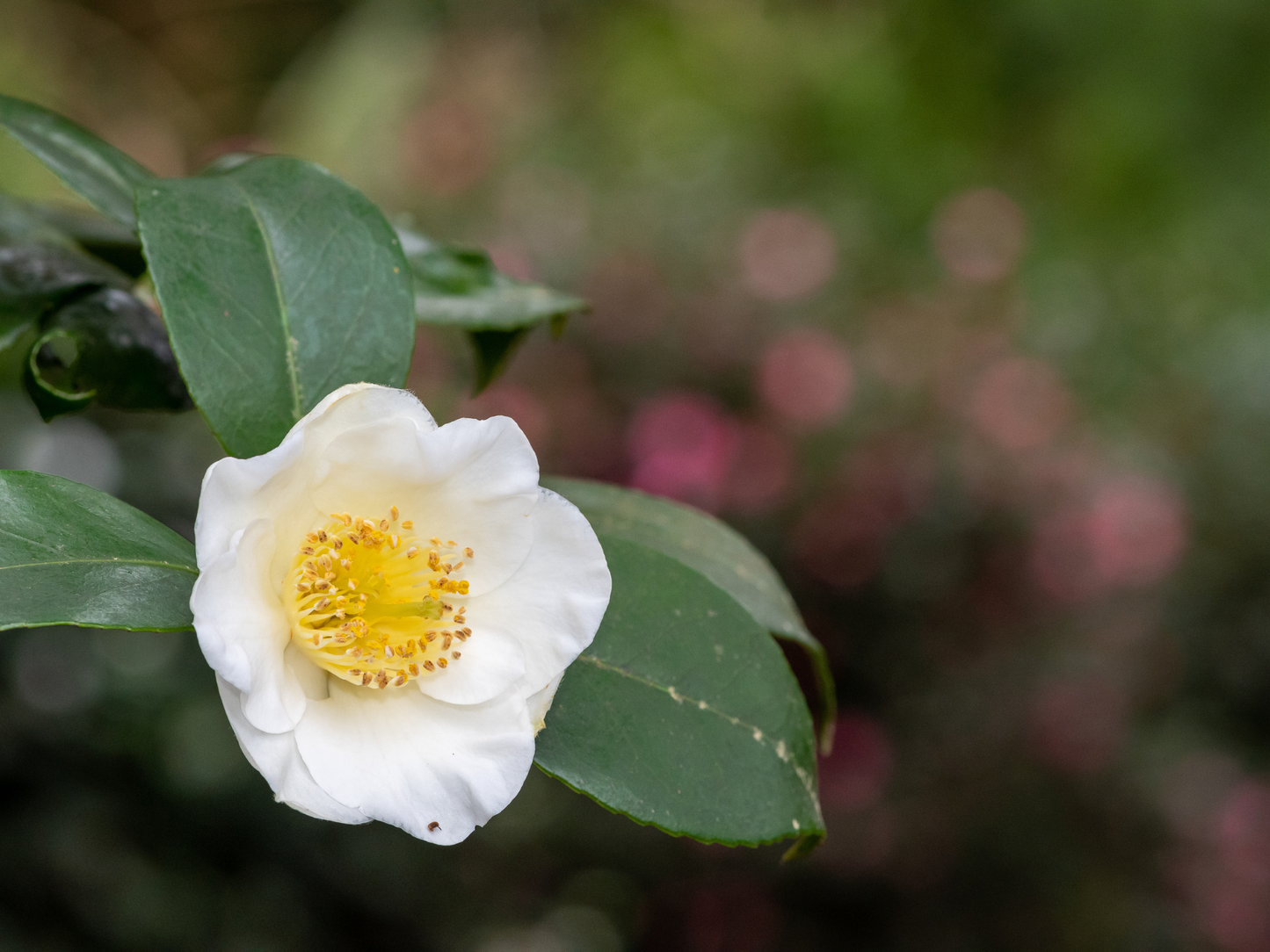 Tea Plant Seeds | (Camellia sinensis)