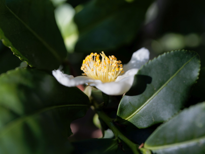 Tea Plant Seeds | (Camellia sinensis)