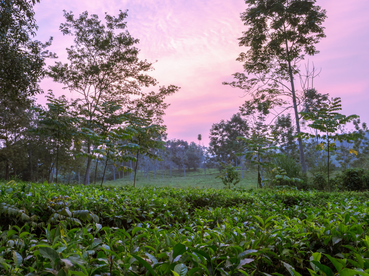 Tea Plant Seeds | (Camellia sinensis)