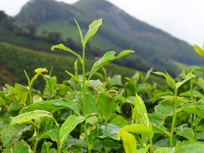 Tea Plant Seeds | (Camellia sinensis)
