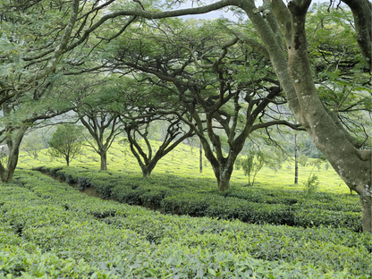 Tea Plant Seeds | (Camellia sinensis)