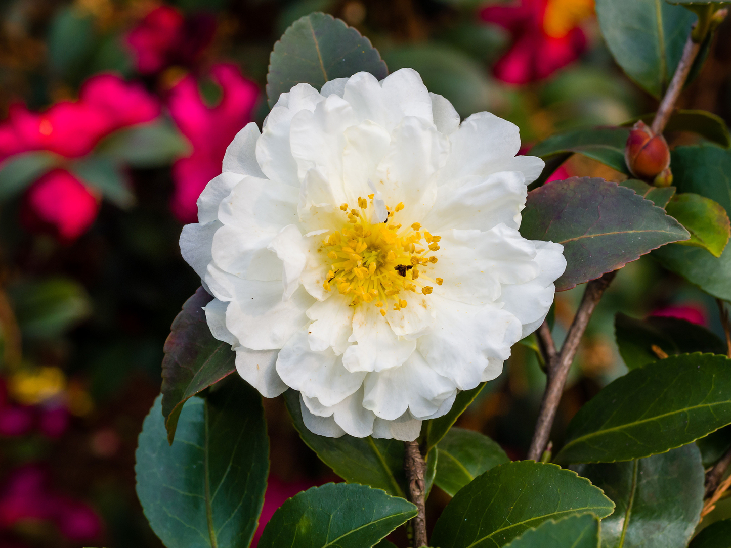 Tea Plant Seeds | (Camellia sinensis)