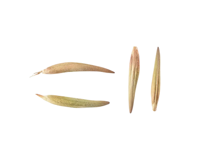 Curl-leaf Mountain Mahogany Tree Seeds | (Cercocarpus ledifolius)