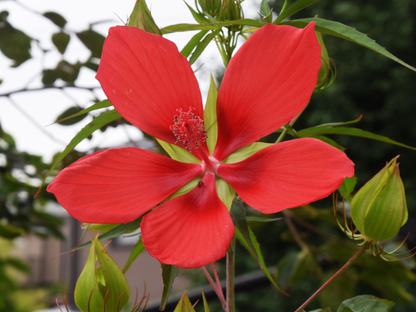 Texas Star Hibiscus Tree Seeds | Scarlet Rosemallow | (Hibiscus coccineus)