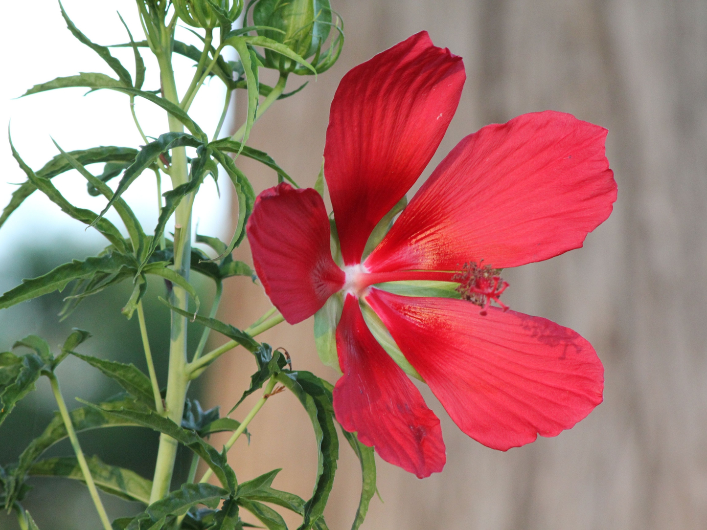 Texas Star Hibiscus Tree Seeds | Scarlet Rosemallow | (Hibiscus coccineus)