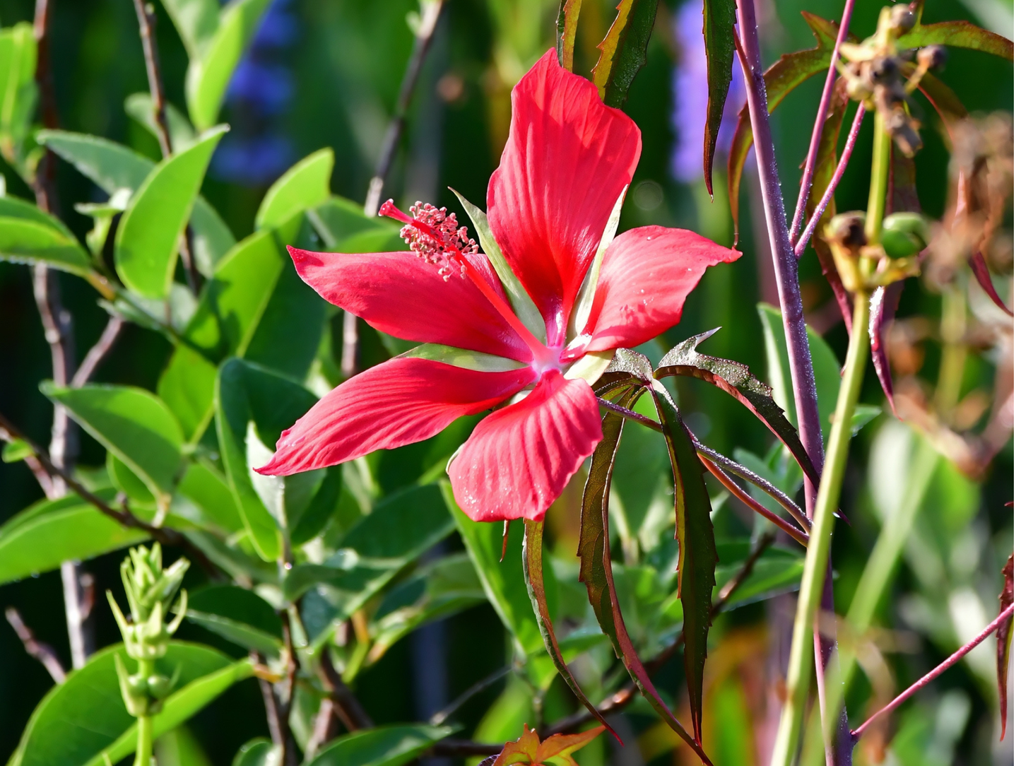 Texas Star Hibiscus Tree Seeds | Scarlet Rosemallow | (Hibiscus coccineus)