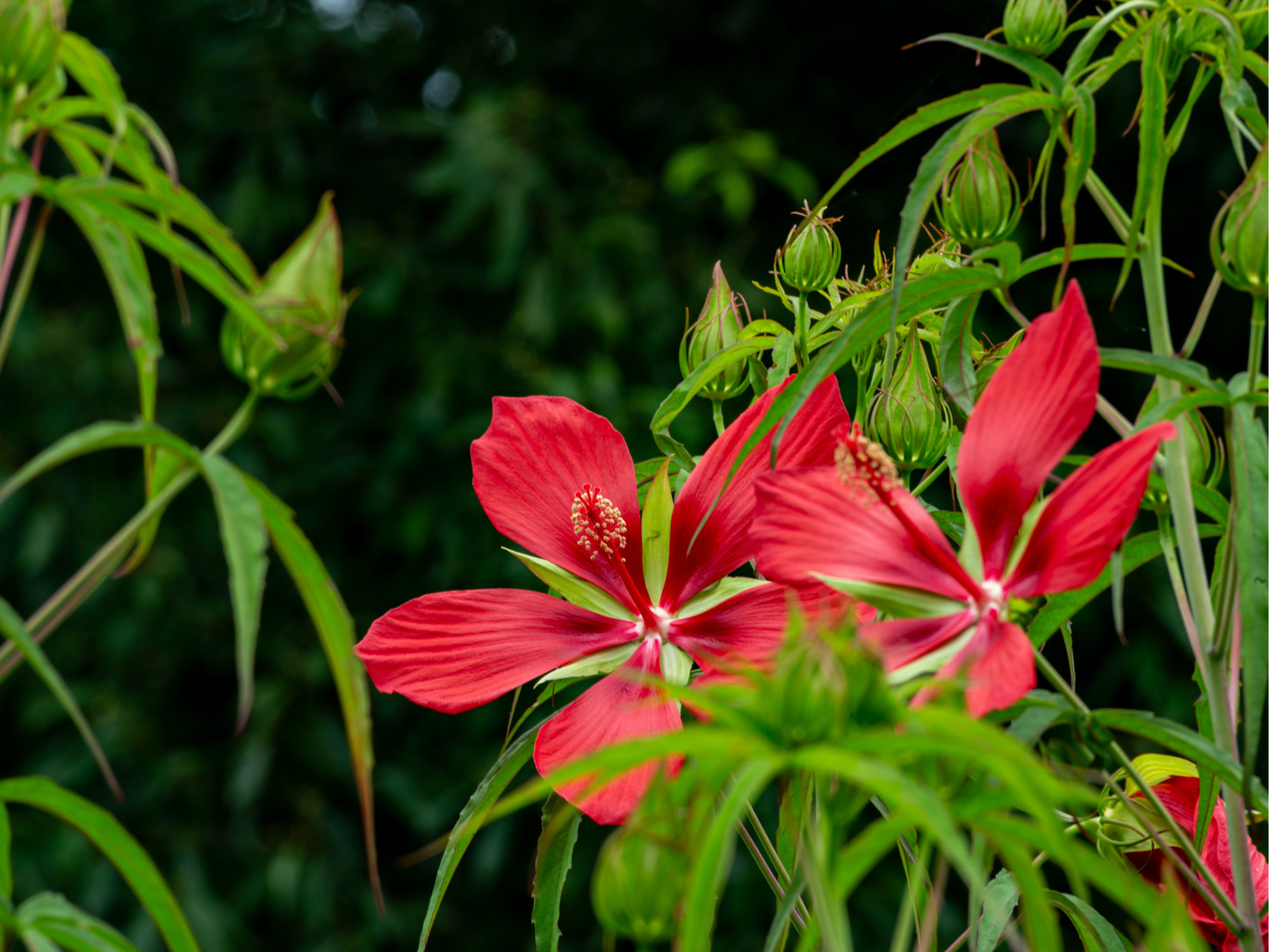 Texas Star Hibiscus Tree Seeds | Scarlet Rosemallow | (Hibiscus coccineus)