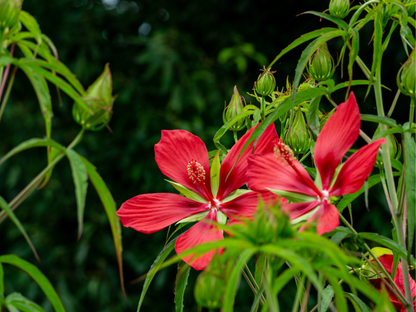 Texas Star Hibiscus Tree Seeds | Scarlet Rosemallow | (Hibiscus coccineus)
