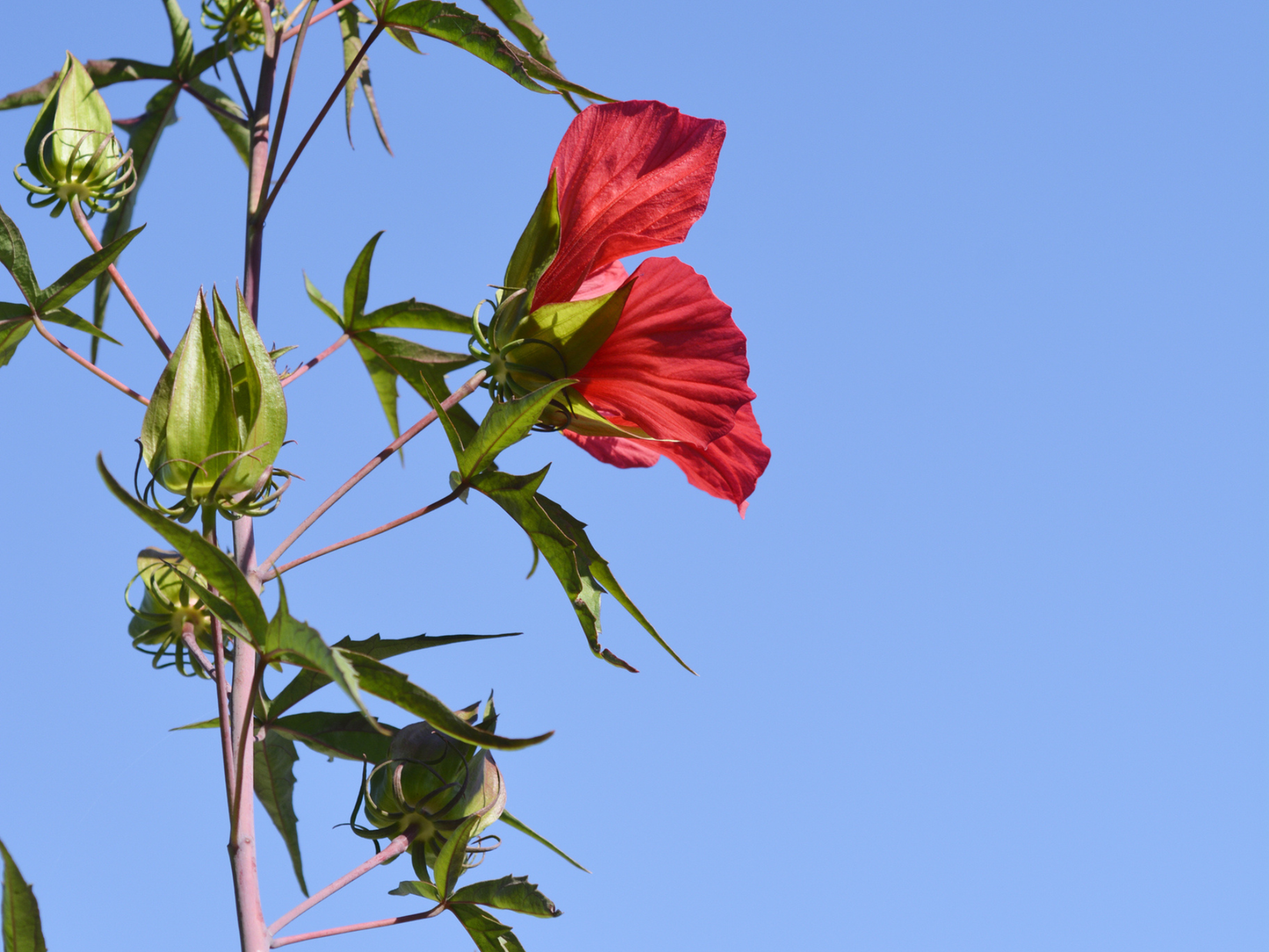 Texas Star Hibiscus Tree Seeds | Scarlet Rosemallow | (Hibiscus coccineus)