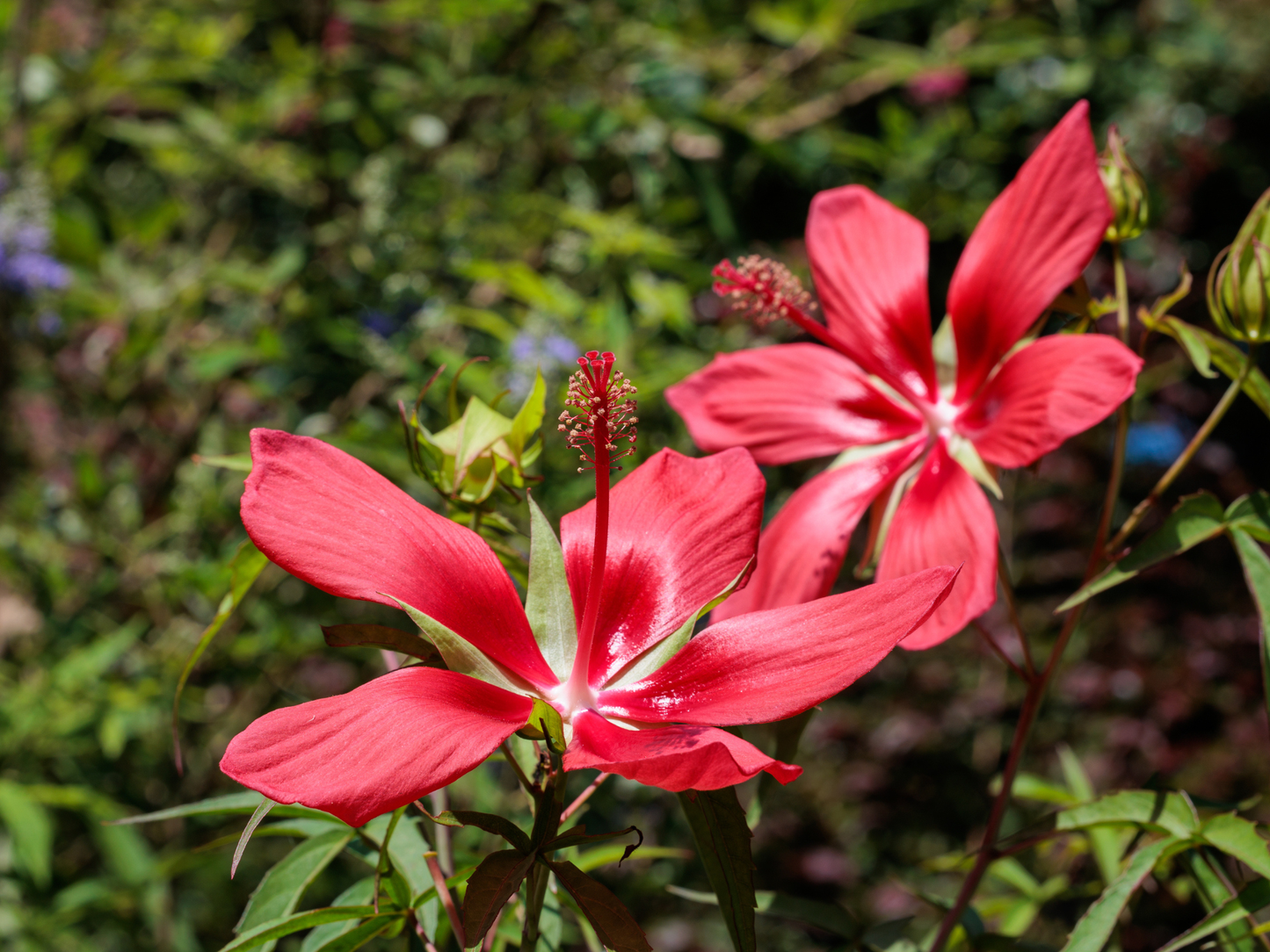 Texas Star Hibiscus Tree Seeds | Scarlet Rosemallow | (Hibiscus coccineus)