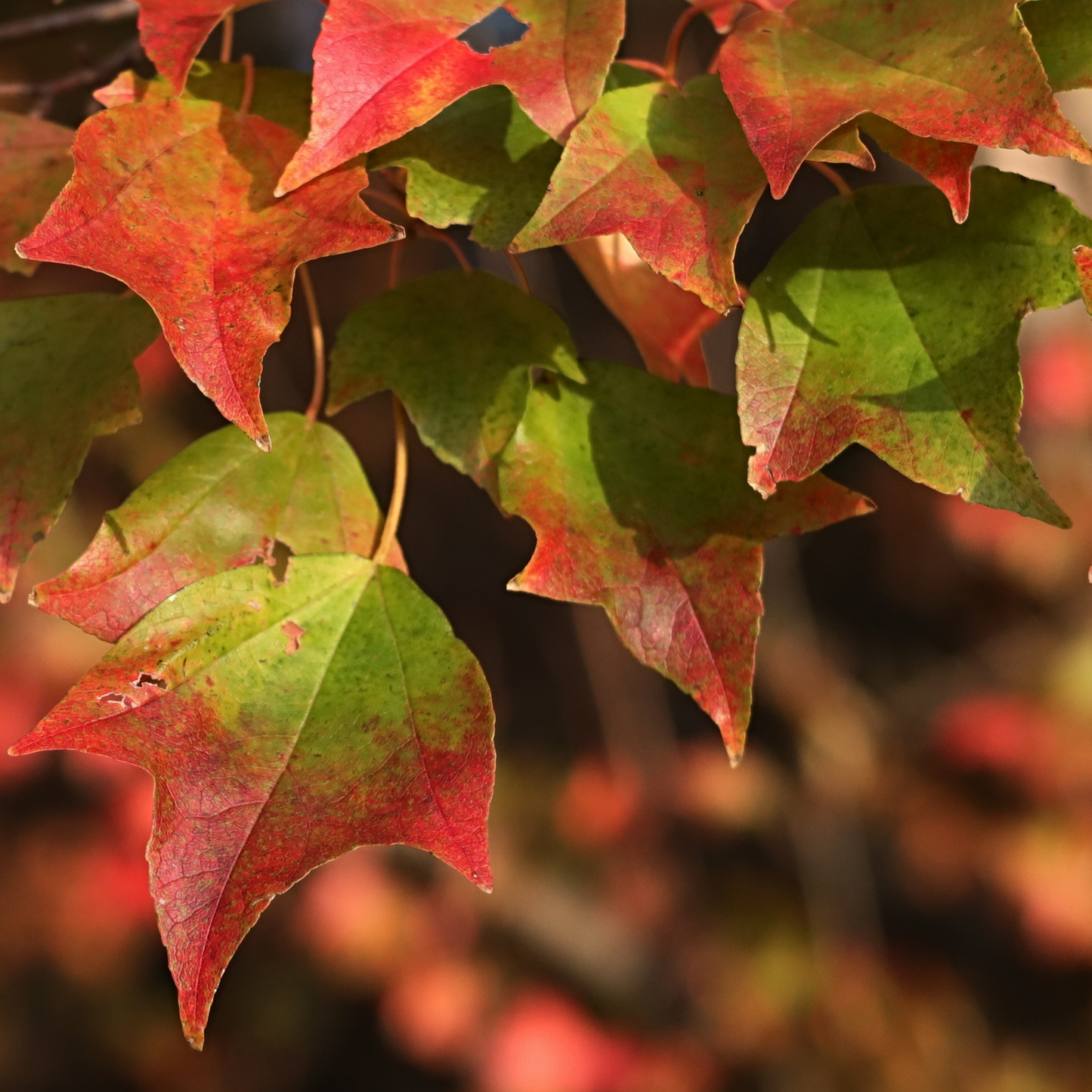 Trident Maple Tree Seeds (Acer buergerianum)