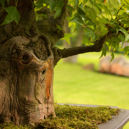 Trident Maple Tree Seeds (Acer buergerianum)