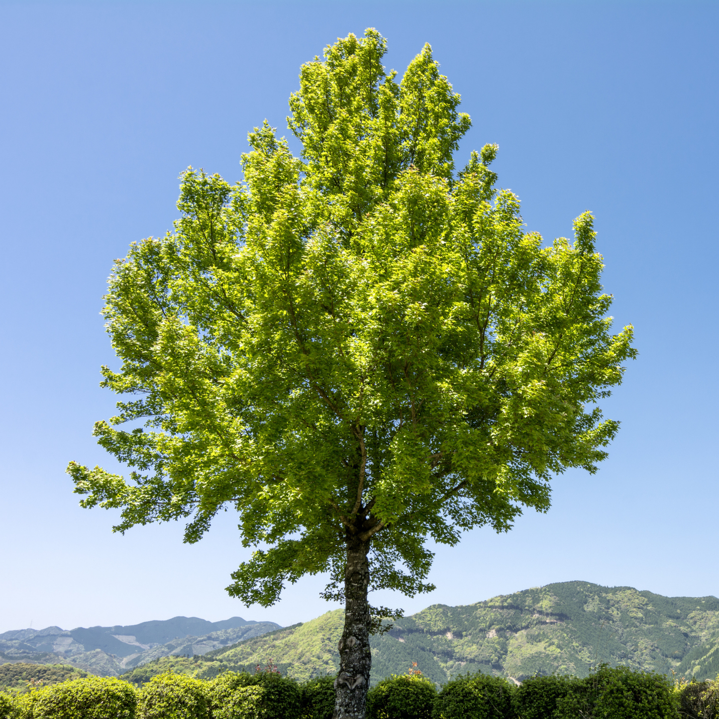 Trident Maple Tree Seeds (Acer buergerianum)