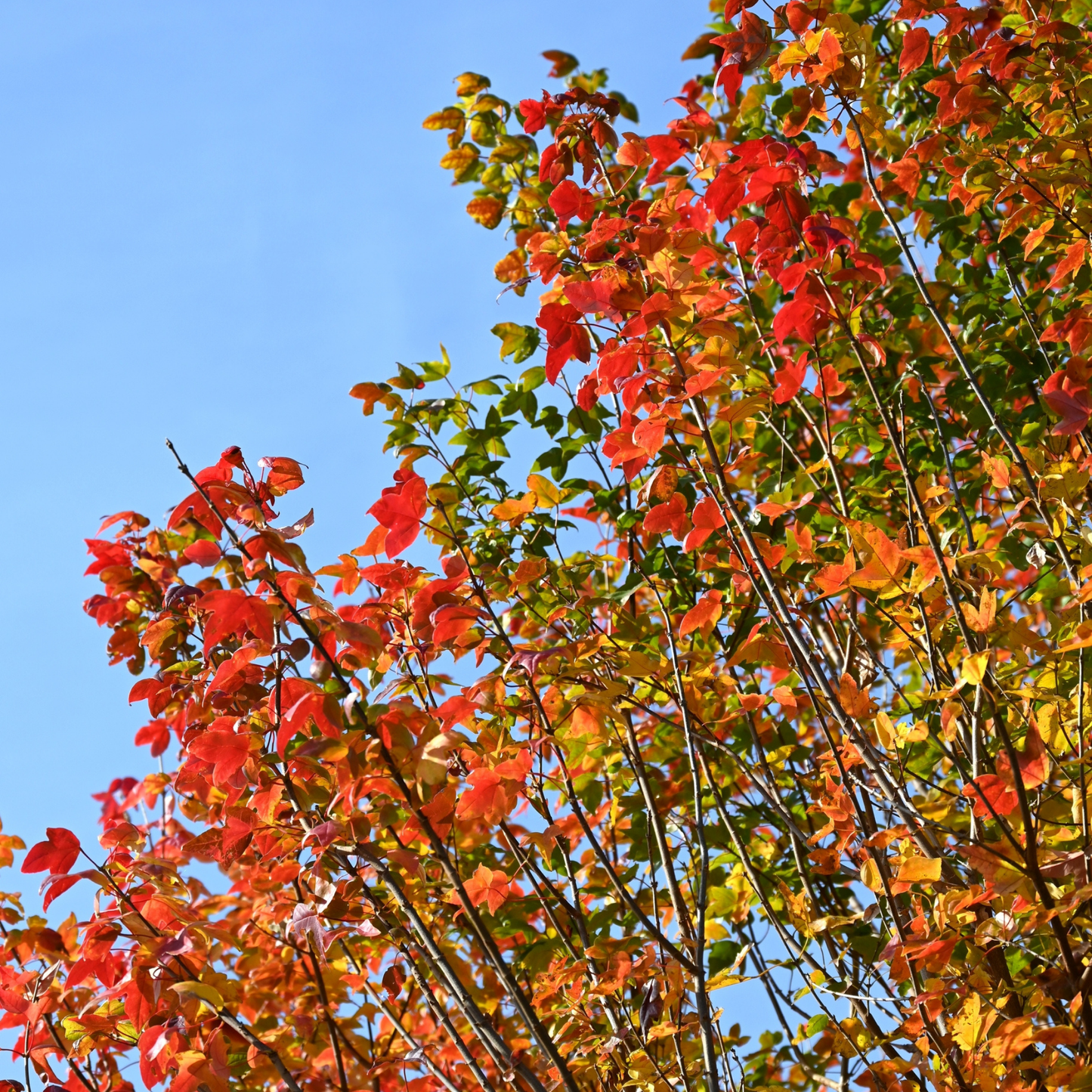 Trident Maple Tree Seeds (Acer buergerianum)
