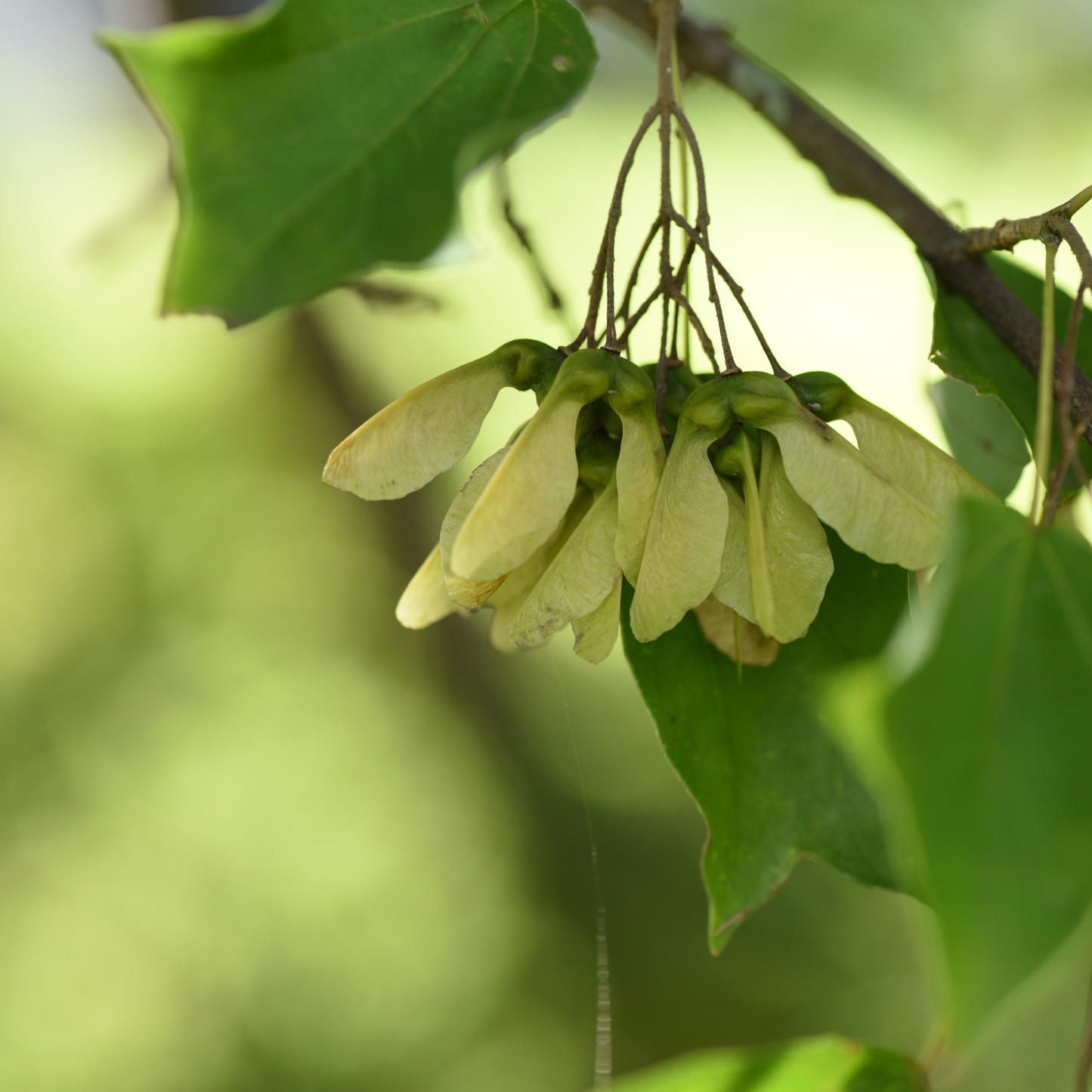 Trident Maple Tree Seeds (Acer buergerianum)