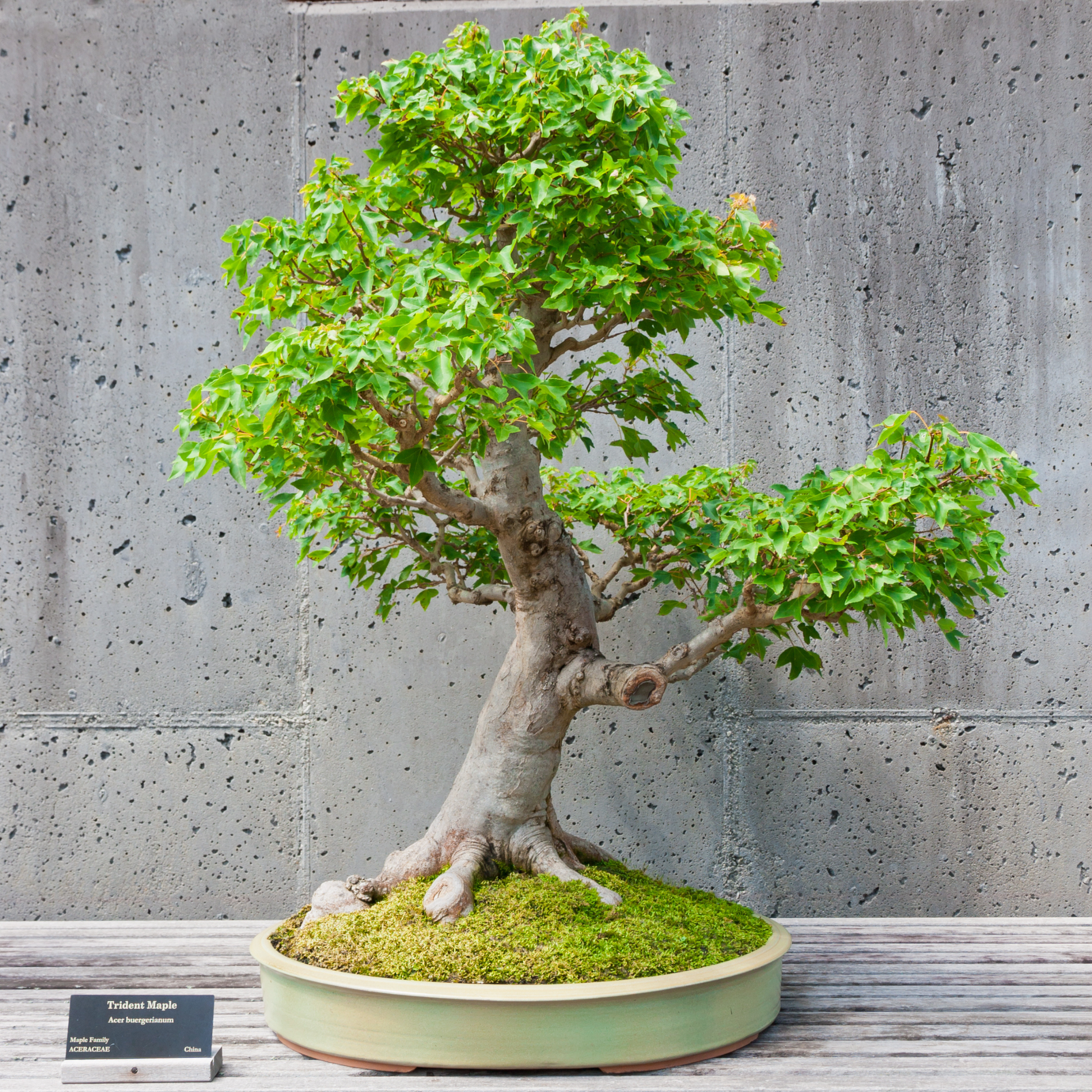 acer indoor plant Trident Maple Tree Seeds — Acer buergerianum