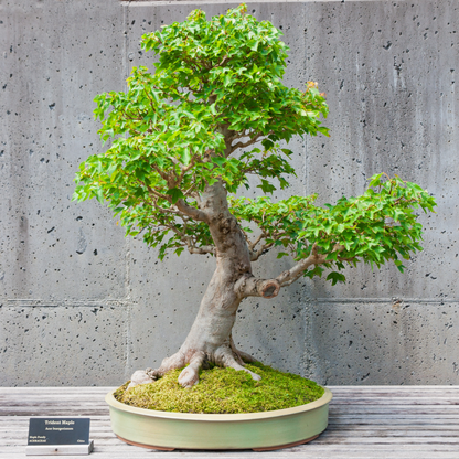 Trident Maple Tree Seeds (Acer buergerianum)