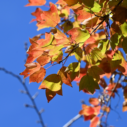 Trident Maple Tree Seeds (Acer buergerianum)