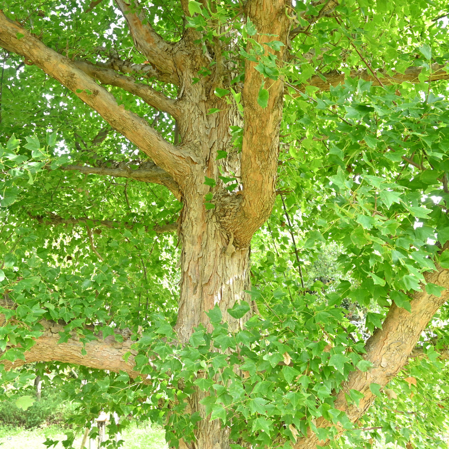 Trident Maple Tree Seeds (Acer buergerianum)