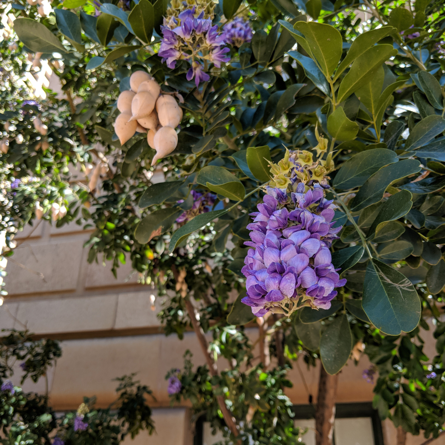 Texas Mountain Laurel Tree Seeds | Mescal Bean | (Sophora secundiflora)